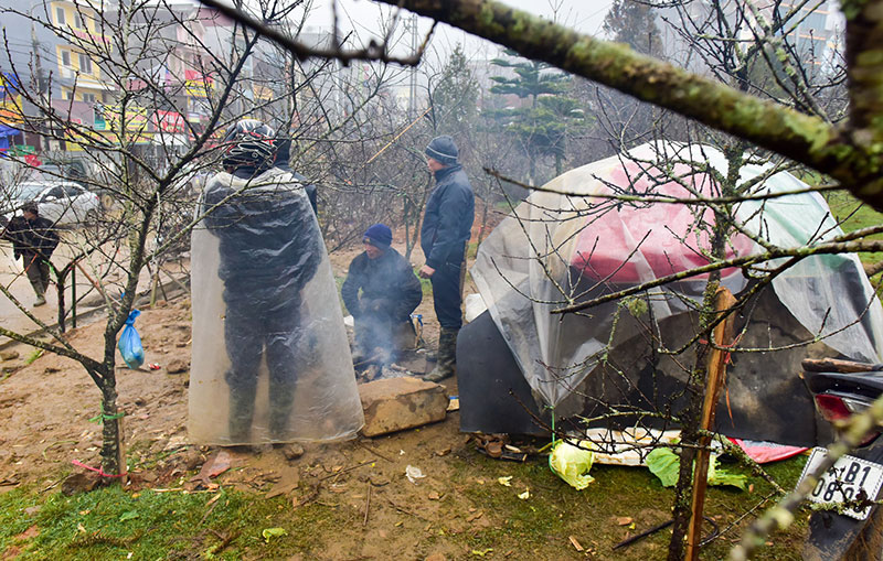 Năm nhuận, đào rừng Sa Pa nở sớm, giá tăng cao trước khi ra chợ Tết